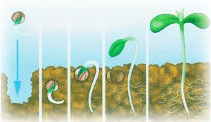 Весенние планы на выращивание семян конопли